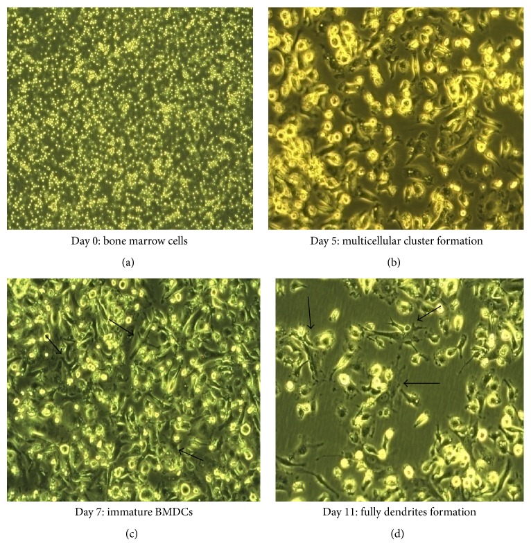 Optimization of <i>Ex Vivo</i> Murine Bone Marrow Derived Immature Dendritic Cells: A Comparative Analysis of Flask Culture Method and Mouse CD11c Positive Selection Kit Method.