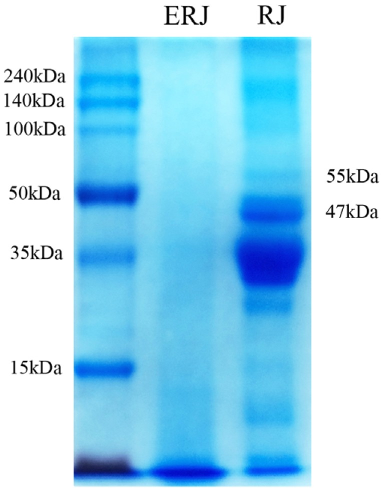 Antioxidant Activity of Royal Jelly Hydrolysates Obtained by Enzymatic Treatment.