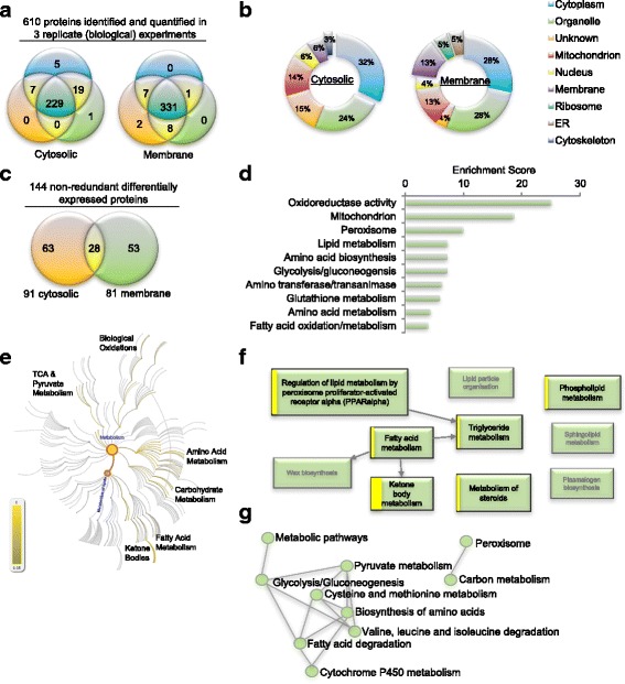 Proteomic identification and characterization of hepatic glyoxalase 1 dysregulation in non-alcoholic fatty liver disease.