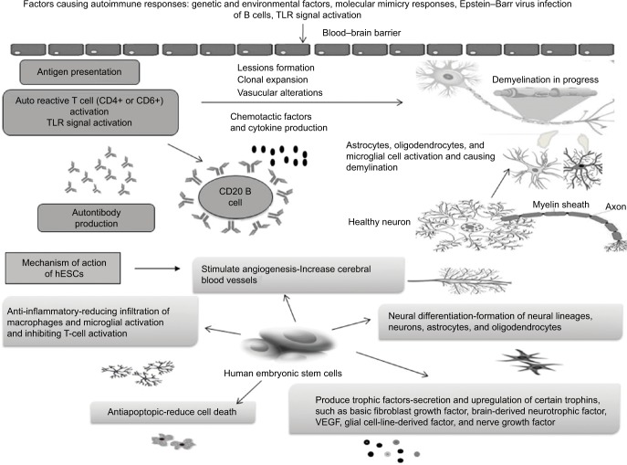 A review on stem cell therapy for multiple sclerosis: special focus on human embryonic stem cells.