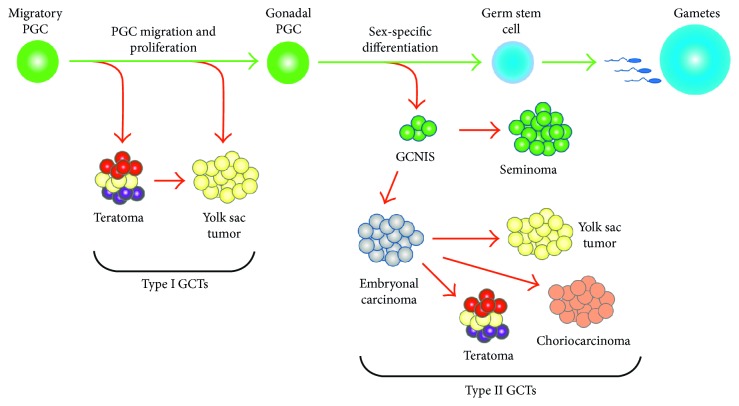 Pediatric Germ Cell Tumors: A Developmental Perspective.