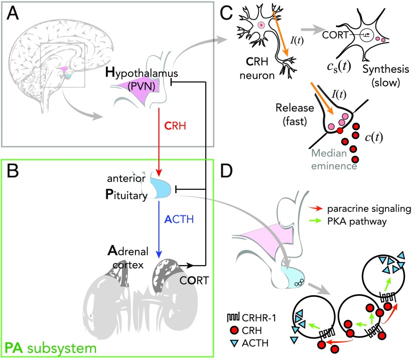 Perturbing the Hypothalamic-Pituitary-Adrenal Axis: A Mathematical Model for Interpreting PTSD Assessment Tests.