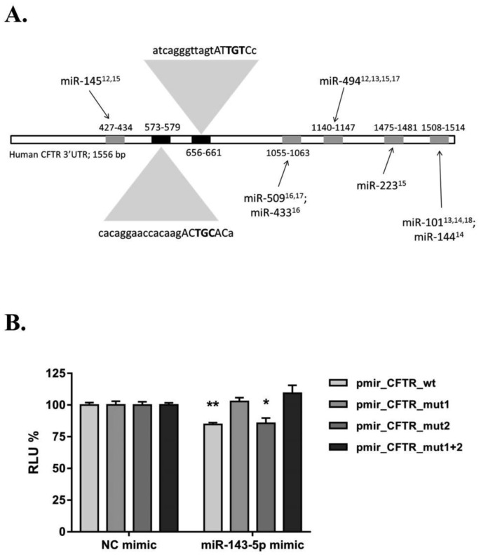 Identification of a novel functional miR-143-5p recognition element in the Cystic Fibrosis Transmembrane Conductance Regulator 3'UTR.