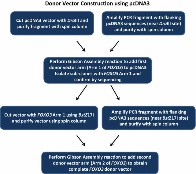 A protocol for custom CRISPR Cas9 donor vector construction to truncate genes in mammalian cells using pcDNA3 backbone