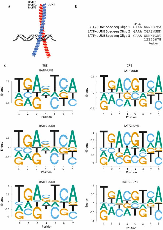 Quantitative profiling of BATF family proteins/JUNB/IRF hetero-trimers using Spec-seq