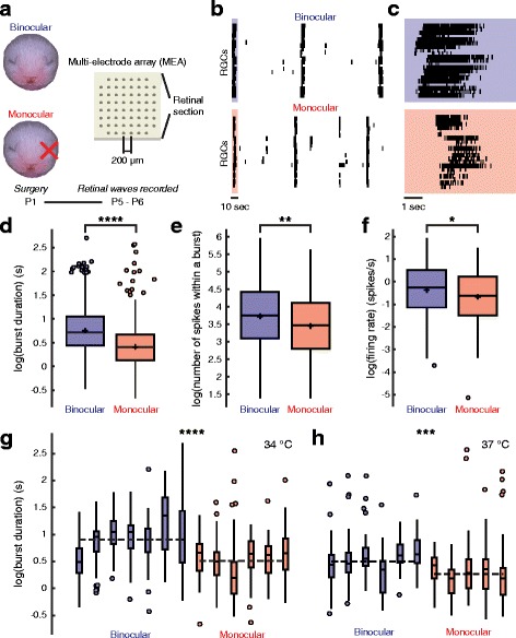 Monocular enucleation alters retinal waves in the surviving eye.