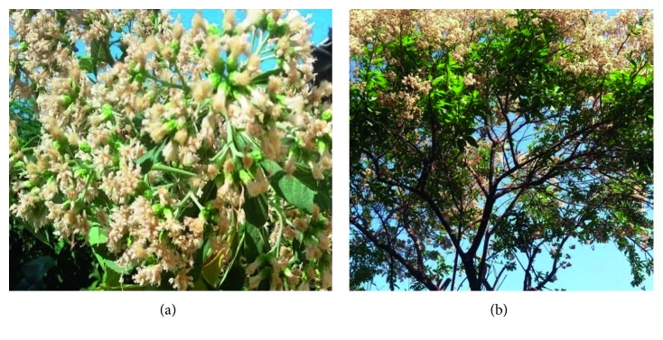 Antibacterial and Antioxidant Compounds from the Flower Extracts of <i>Vernonia amygdalina</i>.