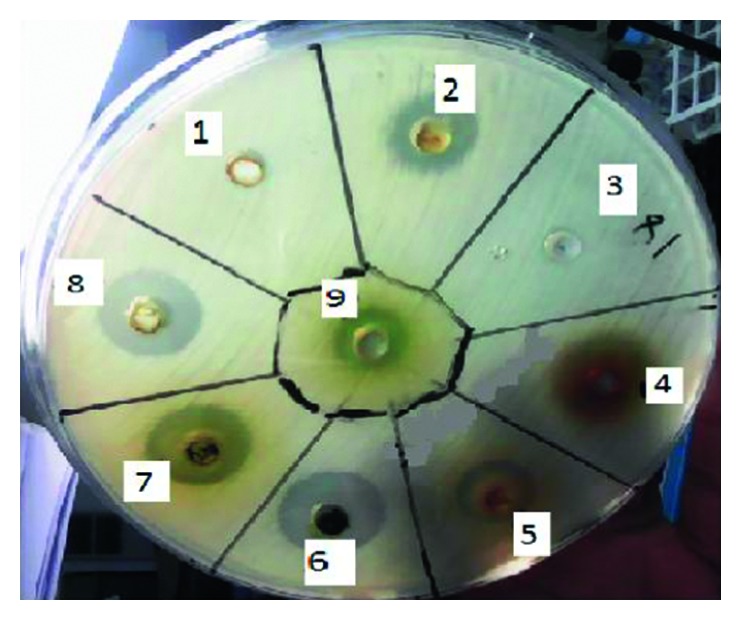 Antibacterial and Antioxidant Compounds from the Flower Extracts of <i>Vernonia amygdalina</i>.