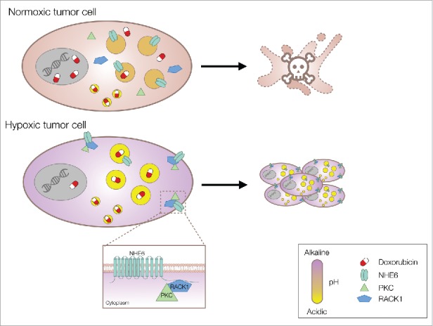 Targeting endosomal pH for cancer chemotherapy.