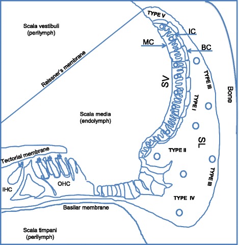 In vitro gentamicin exposure alters caveolae protein profile in cochlear spiral ligament pericytes.