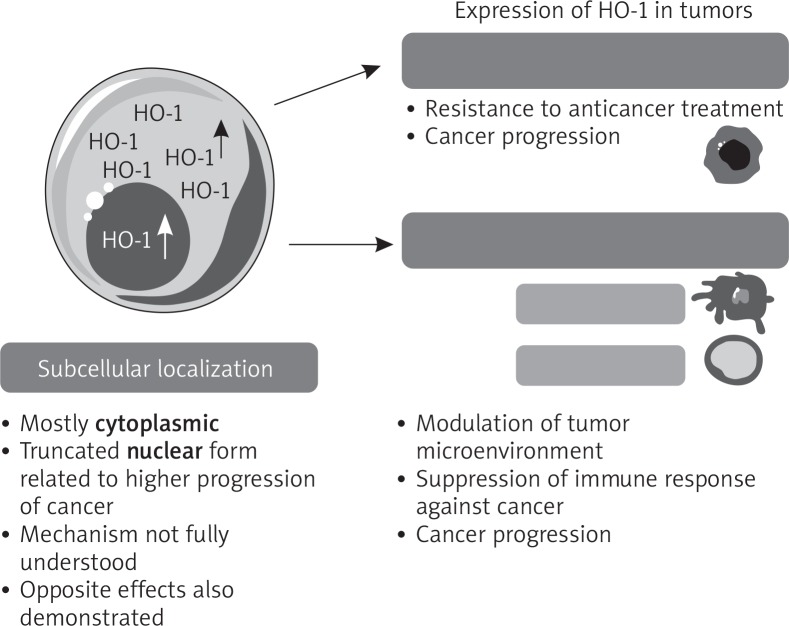 Heme oxygenase inhibition in cancers: possible tools and targets.