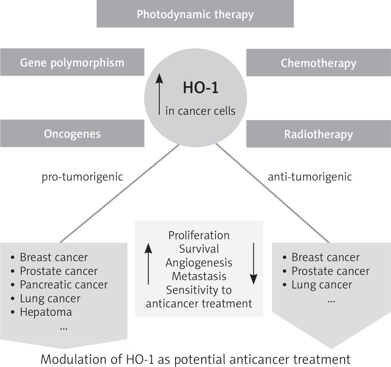 Heme oxygenase inhibition in cancers: possible tools and targets.