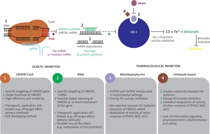 Heme oxygenase inhibition in cancers: possible tools and targets.