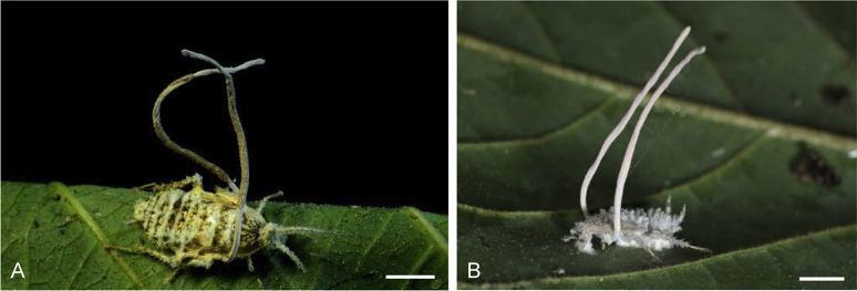 Novel and interesting Ophiocordyceps spp. (Ophiocordycipitaceae, Hypocreales) with superficial perithecia from Thailand