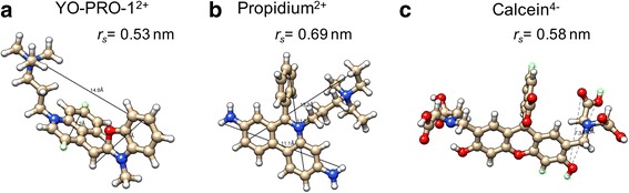 Transport of charged small molecules after electropermeabilization - drift and diffusion.