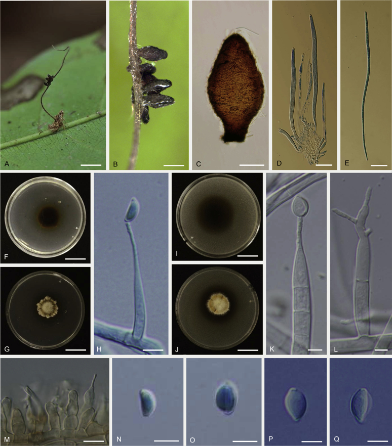 Novel and interesting Ophiocordyceps spp. (Ophiocordycipitaceae, Hypocreales) with superficial perithecia from Thailand