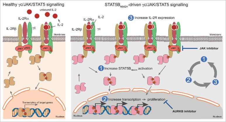 A haunted beast: Targeting STAT5B<sub>N642H</sub> in T-Cell Neoplasia.