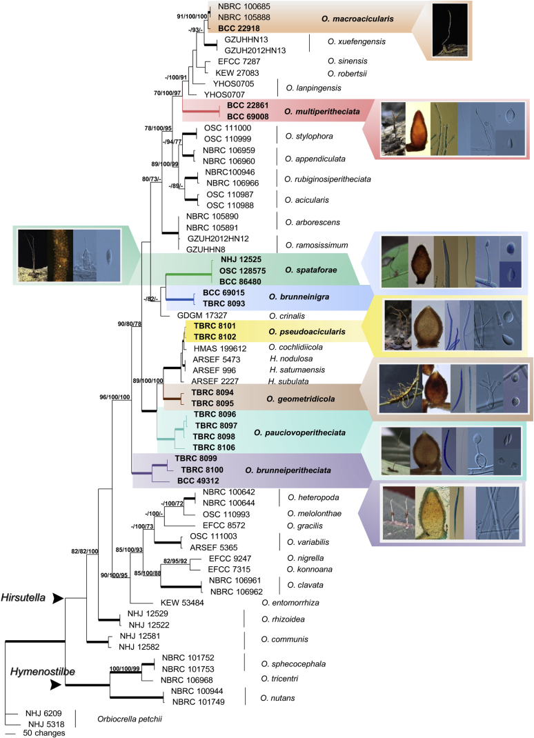 Novel and interesting Ophiocordyceps spp. (Ophiocordycipitaceae, Hypocreales) with superficial perithecia from Thailand