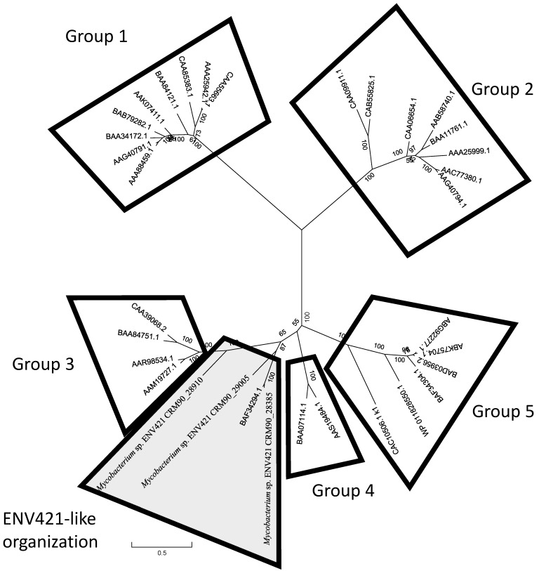 Genomic Analysis of Propane Metabolism in Methyl <i>Tert</i>-Butyl Ether-Degrading <i>Mycobacterium</i> Sp. Strain ENV421.