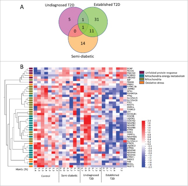 Expression profiles of stress-related genes in islets from donors with progressively impaired glucose metabolism.