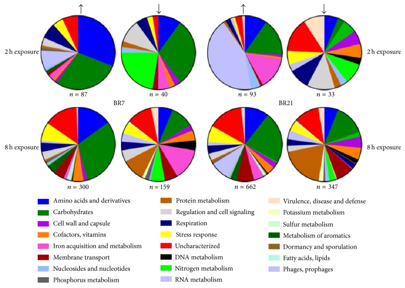 Stress-Adaptive Responses Associated with High-Level Carbapenem Resistance in KPC-Producing <i>Klebsiella pneumoniae</i>.