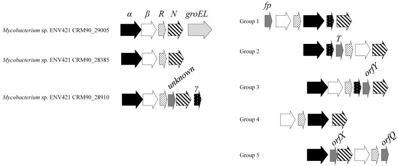 Genomic Analysis of Propane Metabolism in Methyl <i>Tert</i>-Butyl Ether-Degrading <i>Mycobacterium</i> Sp. Strain ENV421.