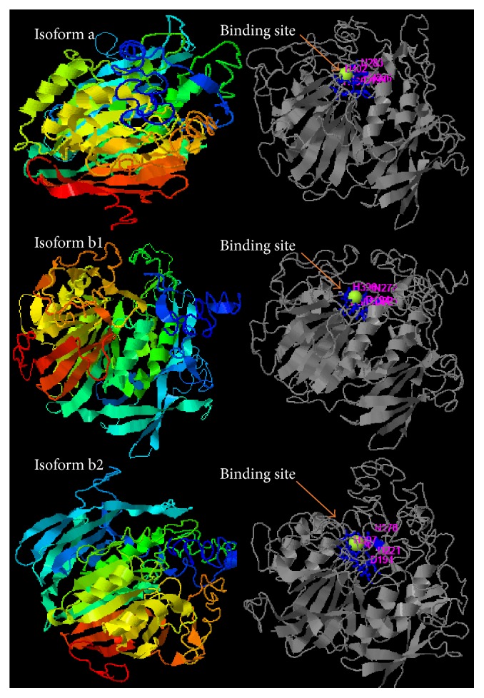 Characterization of the Catalytic Structure of Plant Phytase, Protein Tyrosine Phosphatase-Like Phytase, and Histidine Acid Phytases and Their Biotechnological Applications.