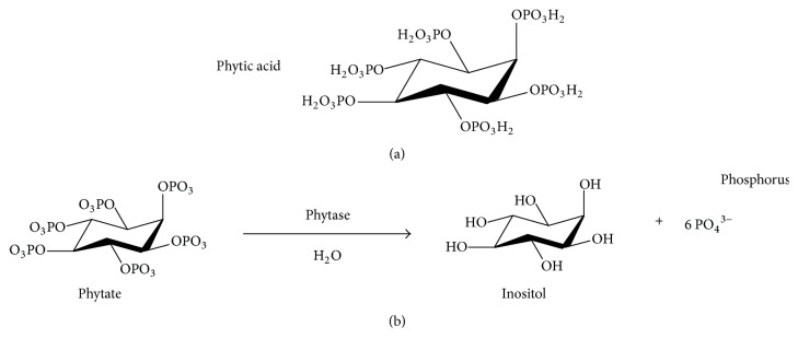 Characterization of the Catalytic Structure of Plant Phytase, Protein Tyrosine Phosphatase-Like Phytase, and Histidine Acid Phytases and Their Biotechnological Applications.