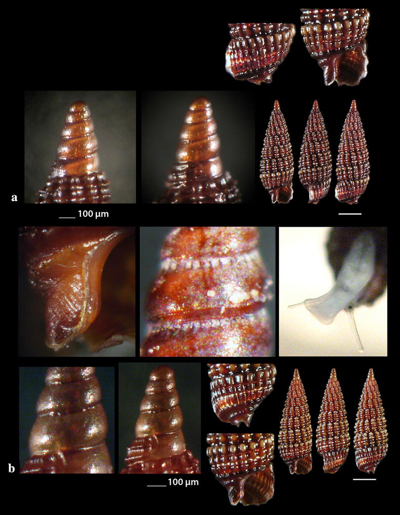 New marine gastropod records for the Hellenic waters.