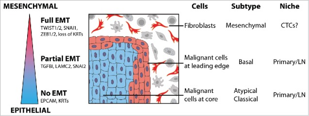 Single cell RNA-seq highlights a role for a partial EMT in head and neck cancer.