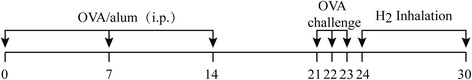 Inhalation of hydrogen gas attenuates airway inflammation and oxidative stress in allergic asthmatic mice.