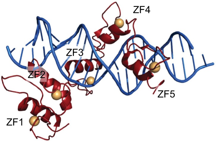 Role and inhibition of GLI1 protein in cancer.