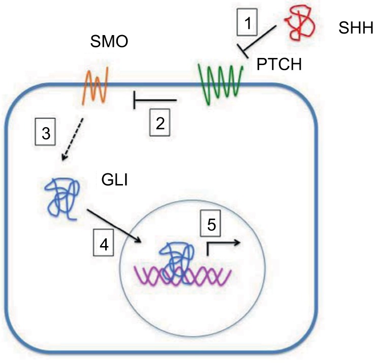 Role and inhibition of GLI1 protein in cancer.