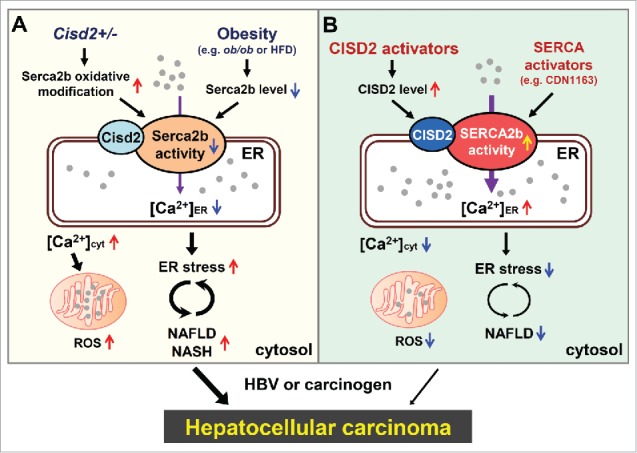 <i>Cisd2</i> haploinsufficiency: A driving force for hepatocellular carcinoma.