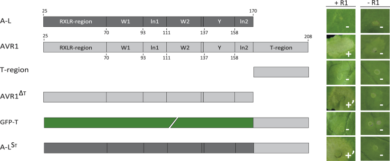 RXLR effector diversity in Phytophthora infestans isolates determines recognition by potato resistance proteins; the case study AVR1 and R1