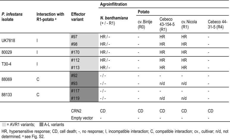 RXLR effector diversity in Phytophthora infestans isolates determines recognition by potato resistance proteins; the case study AVR1 and R1