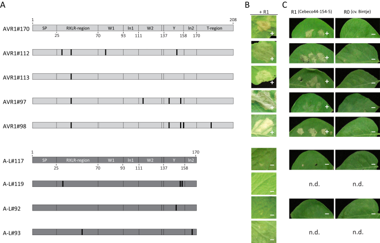 RXLR effector diversity in Phytophthora infestans isolates determines recognition by potato resistance proteins; the case study AVR1 and R1