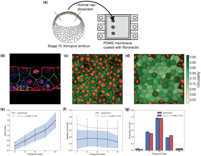 Relating cell shape and mechanical stress in a spatially disordered epithelium using a vertex-based model.