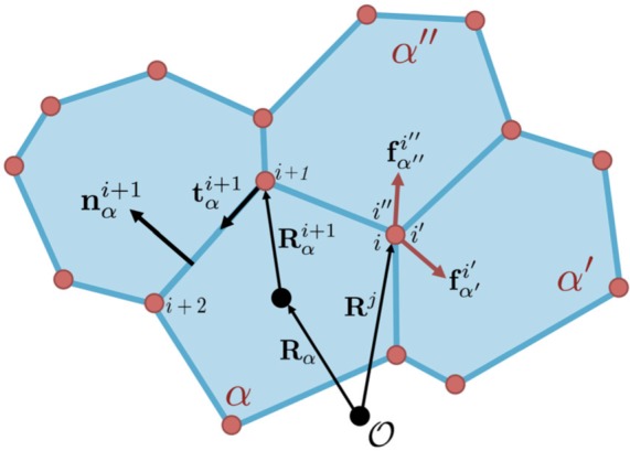 Relating cell shape and mechanical stress in a spatially disordered epithelium using a vertex-based model.