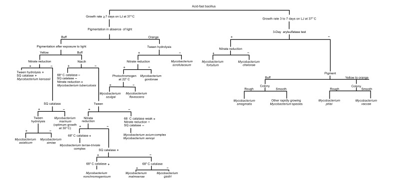 Mycobacteriosis and Tuberculosis: Laboratory Diagnosis.