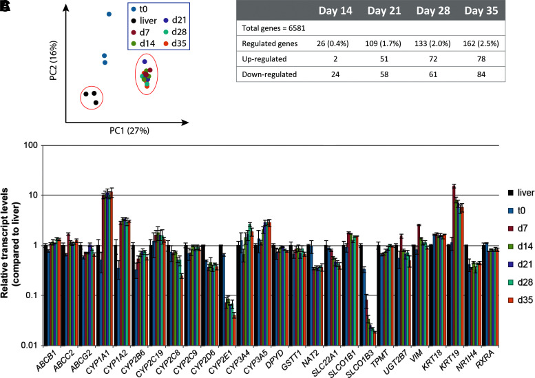 Transcriptomic, Proteomic, and Functional Long-Term Characterization of Multicellular Three-Dimensional Human Liver Microtissues.