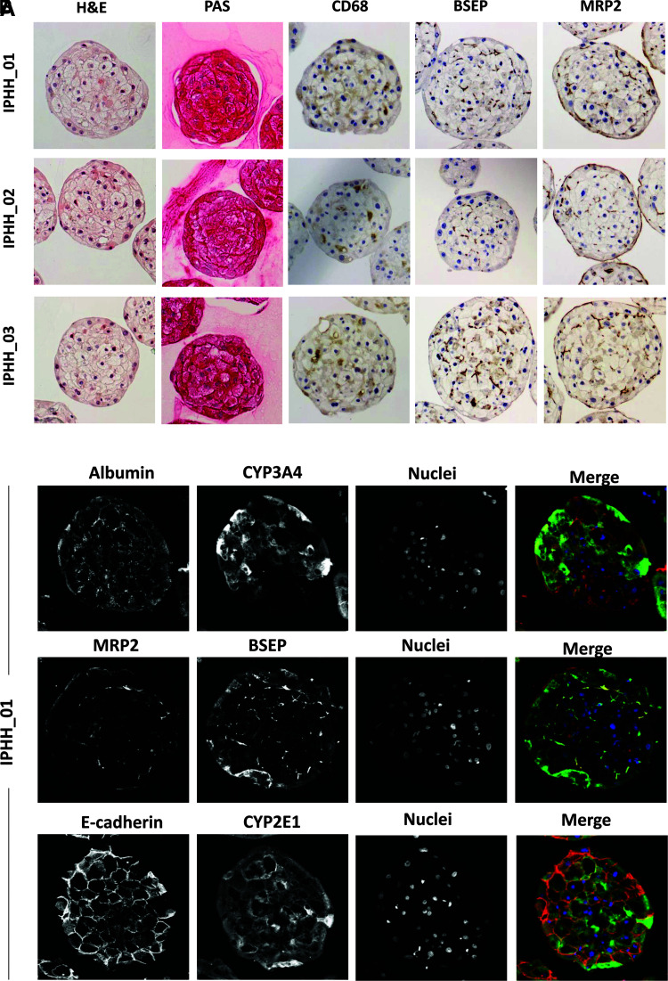 Transcriptomic, Proteomic, and Functional Long-Term Characterization of Multicellular Three-Dimensional Human Liver Microtissues.