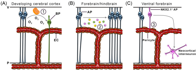 Cross-talk between blood vessels and neural progenitors in the developing brain.