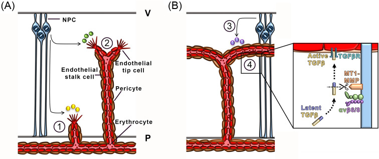 Cross-talk between blood vessels and neural progenitors in the developing brain.