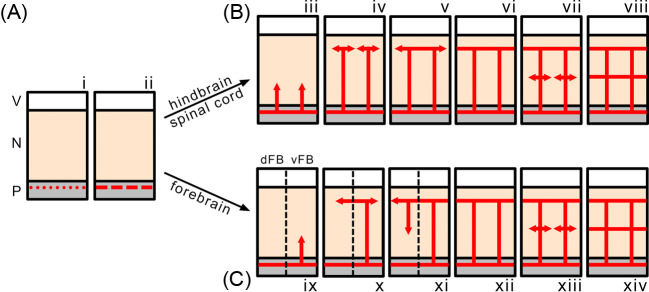 Cross-talk between blood vessels and neural progenitors in the developing brain.