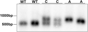 Nationwide genetic testing towards eliminating Lafora disease from Miniature Wirehaired Dachshunds in the United Kingdom.