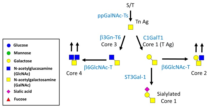The Modulatory Roles of N-glycans in T-Cell-Mediated Autoimmune Diseases.