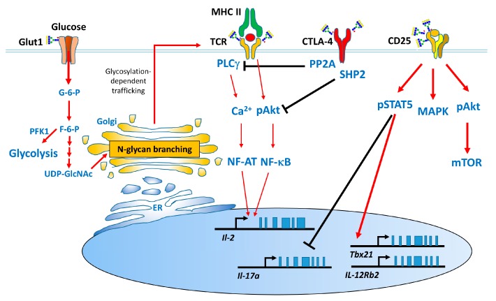 The Modulatory Roles of N-glycans in T-Cell-Mediated Autoimmune Diseases.