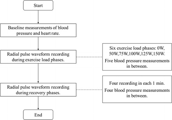 Quantification of radial arterial pulse characteristics change during exercise and recovery.