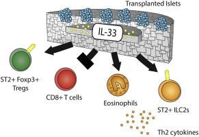 Evaluation of biomaterial scaffold delivery of IL-33 as a localized immunomodulatory agent to support cell transplantation in adipose tissue